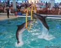 Похищение дельфинов из ярославского дельфинария предотвращено