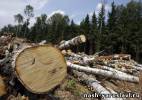 Незаконная вырубка леса – будни Ярославской области
