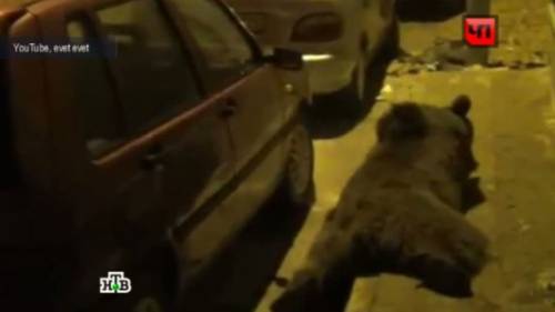 В Приморье убит медведь, напавший на женщину