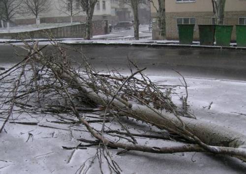 Поваленное ветром дерево перекрыло проезд в центре Ярославля