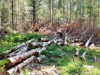 В Ярославской области лесничий покрывал незаконных рубщиков леса.