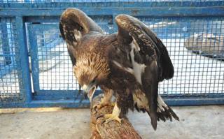 Раненых птиц подкинули к входу в Ярославский зоопарк.