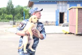 На службу в Ярославскую полицию заступили щенки лабрадоры.