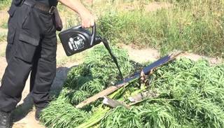 В Некрасовском районе полицейские уничтожили поле конопли.