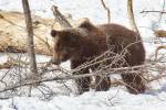 Ярославские медведи вышли из спячки в зоопарке