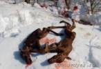 В Ярославском районе лосиха погибла от рук браконьера, возбуждено уголовное дело.