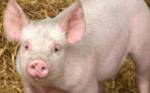 Беларусь отказывается от ярославской свинины