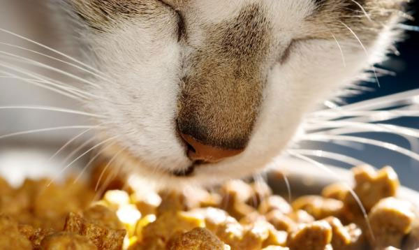 Какие корма для кошек лучше?