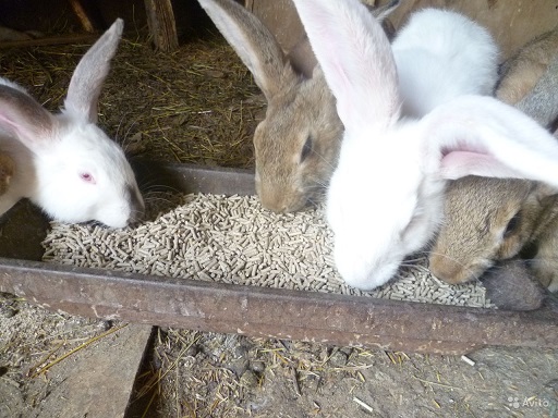 Эффективное кормление кроликов комбикормом