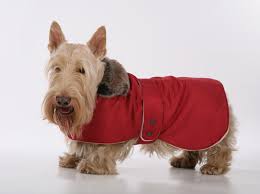 Одежда для собак  - на любую погоду и просто так