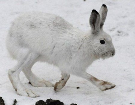 Особенности охоты на зайца с подхода по снегу
