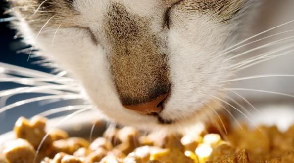 Особенности питания кошек