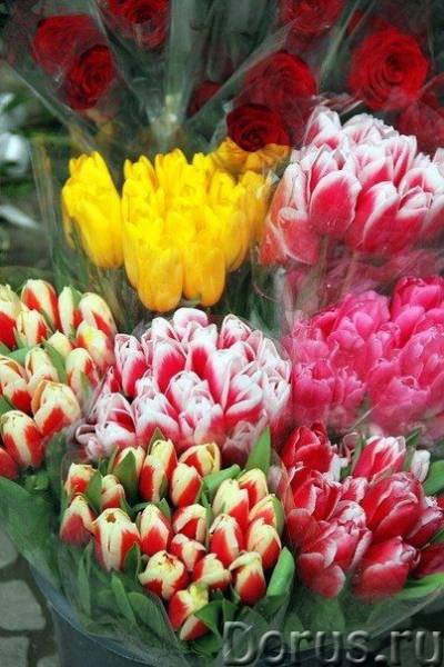 Где купить тюльпаны к 8 марта оптом?